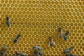 A Beginner S Guide To Raising Bees In Your Backyard From The Old Farmer S Almanac Bee Keeping Bee Raising Bees
