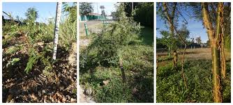 Image result for Acacia kirkii