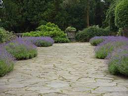 Information Learn About The Herb Lavender Lavender Garden Lavender Plant Garden Inspiration