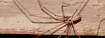 common types of california spiders western exterminator