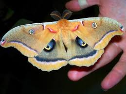 Yep, it was a polyphemus moth, all right. Polyphemus Moth Caterpillar Everycreepingthing