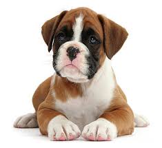 $500 usd on a scale of 1 to 10, my cuteness is an 11. Boxer Dogs Wall Art Page 14 Of 35 Pixels