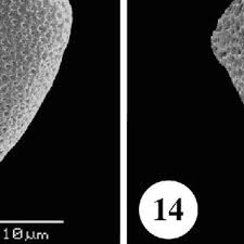 Image result for Fadogia schmitzii