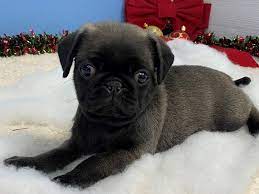 Find pug puppies and dogs for adoption today! Pug Puppies Petland Bolingbrook Il