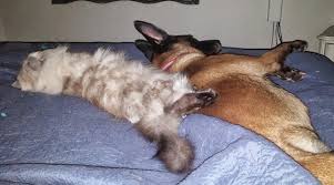 Belgian shepherds have a flat back, curved tail, and small, round 'cat feet'. Koda And Nibbles The Cat Sleepung Soundly Belgian Malinois Malinois Cats