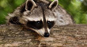 This is because the claws of raccoons are ideal for catching and killing in fact, almost always raccoons do not eat the rats and mice where they killed them. How To Get Rid Of Raccoons The Only Guide You Need