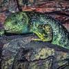 Diy reptile tropical fish reptiles animal projects reptile tank background diy fish tank. 3