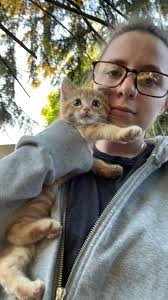 Lost orange cat with no tail in Glendale