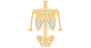 See more ideas about anatomy, rib cage anatomy, anatomy study. Thoracic Vertebrae T2 T8