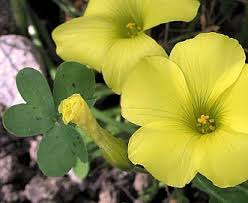 Image result for Oxalis pes-caprae