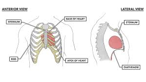 Your heart lies between the left and right lungs, behind your breastbone, and is slightly towards the left. Crossfit The Heart Part 1 Location Orientation