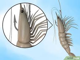 They can tolerate brackish water and can sometimes be found in freshwater. How To Hook A Shrimp 13 Steps With Pictures Wikihow