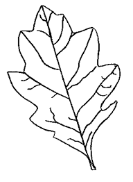 They are all free to print, and the kids will love coloring them in. Oak Leaf Coloring Page Coloring Home