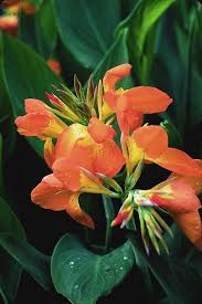 Canna Generalis Orange Punch Plants Orange Punch Pollinator Plants