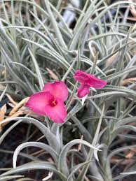 Image result for Albertisia exelliana