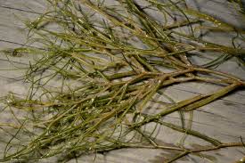 Image result for Stuckenia