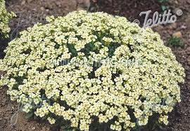 Image result for Arabis