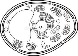 Stem and leaves labeled closeup drawings with layers and cells. Diagram Showing Plant Cell In Black And White Stock Vector Illustration Of Clipart Doodles 75982338