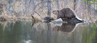 Beavers have bodies that are made for the water. Beaver Flow Management Devices Beaver Solutions Llc