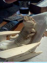 46 Dragons Ideas Bearded Dragon Care Bearded Dragon Bearded Dragon Cute