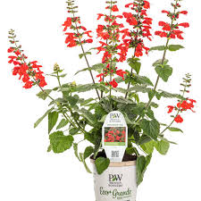 Image result for Salvia coccinea
