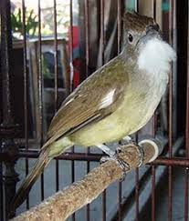 Image result for cucak jenggot