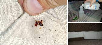 How To Get Rid Of Bedbugs Using Household Items Ask A Prepper Bed Bugs Bed Bug Remedies Bed Bug Spray