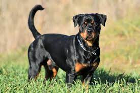 A rottweiler puppy is a living being, a companion for 15 or so years, a family member not an electronic device that comes at a best price. Miniature Rottweiler All You Need To Know About The Mini Rottie