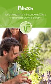 Minzsorten In Der Ubersicht Minze Ist Nicht Gleich Minze In 2020 Minze Minze Pflanzen Mojito Minze