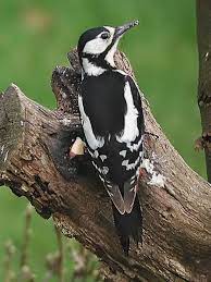 Great spotted woodpeckers are around 25cms in length, they have sturdy dark bills and strengthened tail feathers. Great Spotted Woodpecker Female Pet Birds Beautiful Birds Black And White Birds