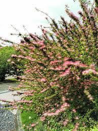Image result for Albizia isenbergiana