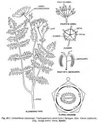 Image result for Apiaceae