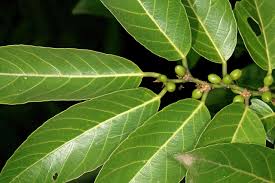 Image result for Bridelia micrantha