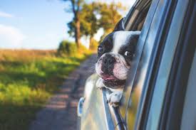 Domestic and international pet transport services. Ltfrb Pets Are Now Allowed Inside Puvs Philippine Primer