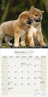 The shiba inu (柴犬, japanese: Shiba Inu Wandkalender Bei Europosters