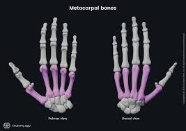 Image result for Hand Anatomy