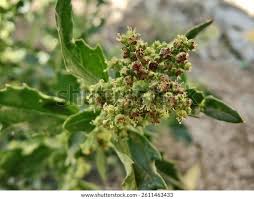 Image result for Chenopodiastrum