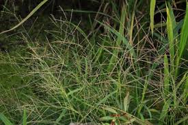 Image result for Dinebra caudata