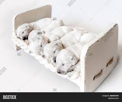 Nothing about having new babies is easy. Side View Of Five Cute Newborn Golden Retriever Puppies Sleeping In The Small Wooden Bed With Woolen Image Stock Photo 268752103