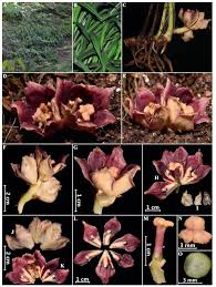 Image result for Achyrospermum laterale