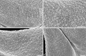 Image result for Englerina woodfordioides