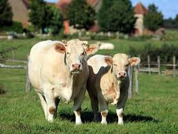 Case de vânzare în chișinău. Prima FermÄƒ De Vaci De Carne Din IaÈ™i TanÄƒrul Fermier Bogdan Pantazi PariazÄƒ Pe Rase FranÈ›uzeÈ™ti Mai PuÈ›in PretenÈ›ioase
