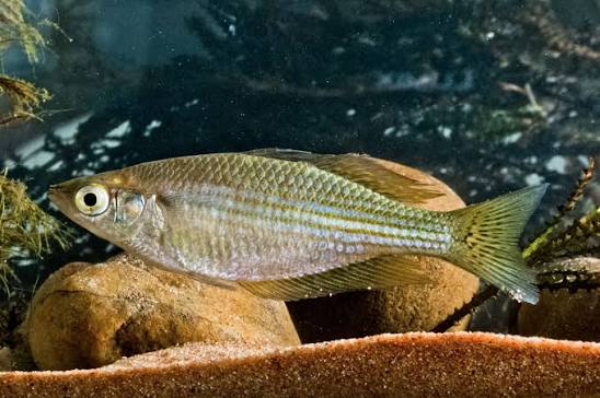Melanotaenia splendida tatei