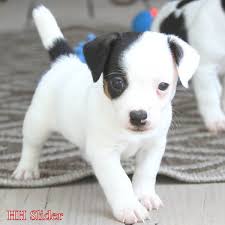 Bu cins, büyük bir köpek yetiştiricisi ve tanınmış bir köpek sever olan ingiliz din adamı parson jack russel tarafından geçe… These 4 Beautiful Males Are 6 Hobbit Hill Jack Russells Facebook