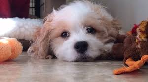 Maybe you would like to learn more about one of these? Bichon Cavachon Westie Puppies Home Facebook