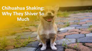 Why Do Chihuahuas Shake Detailed Answer Ipetcompanion