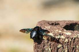Unlike other common bees, such as honeybees and bumble bees that live in colonies, carpenter bees are. Use Wd40 To Get Rid Of Carpenter Bees Thriftyfun
