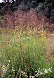 Image result for Chrysopogon
