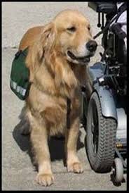 Therapy Dog Training Utah
