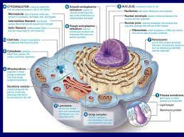 Both prokaryotic and eukaryotic cells carry out all of the processes necessary for life, but they differ in some important ways. Cell Structure Function Eukaryotic Cells An Introductory Video Ppt Download